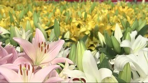 雫石産ユリ3000本 展示 新型コロナの影響で需要低迷【岩手・盛岡市】