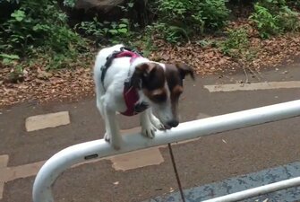 バランスボール乗りこなす 玉乗り犬 がすごい スゴ技は他にもいろいろ 飼い主にきっかけを聞いた