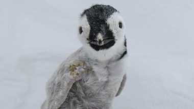 ペンギンの赤ちゃんがモフモフ可愛い! でも育てるのは“鳥人間”…そこには優しい理由があった