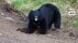 「猫まで食べるのか」飼い猫「タマ」をクマが襲撃　家のそばで死骸見…