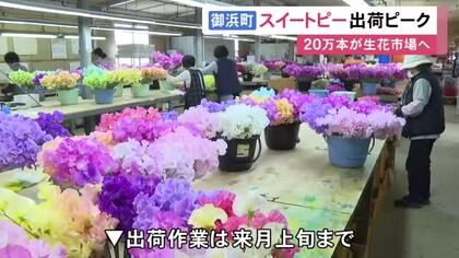 ピンクや紫など色とりどり…三重県御浜町で『スイートピー』の出荷がピーク 約20万本を名古屋などの生花市場に出荷予定