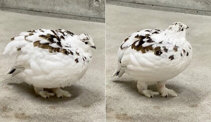 「もっふもふからのプシュ～」膨らんだりしぼんだりするライチョウが不思議…どんな行動なのか生態を聞いた