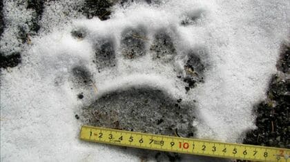 【ヒグマ速報】現場は札幌の名物観光地「羊ヶ丘展望台」そば…研究施設の敷地内に”クマの足跡が点々と”幅11cmほどで成獣か 札幌市はパトロール強化へ〈北海道札幌市〉