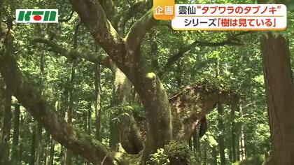 存在感を放つ　雲仙市のタブノキ　樹齢400年の巨木　長崎県内でも最大級の大きさ