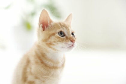 猫の腎臓病“治療薬”の開発に1カ月で総額1億5500万円の寄付…実用化で寿命はどれだけ延びる? 研究者に聞いた