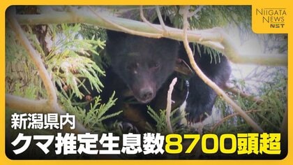 【クマ】頭数管理は可能か？新潟県内の推定生息数は8700頭超…前年度までの数を大きく上回る「生息状況正確に把握を」