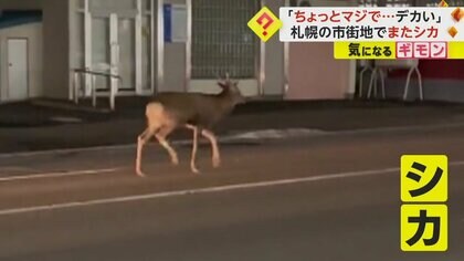 「マジで…デカイし！」札幌市の住宅街に“シカ”出没　“大きなツノ”で駆け抜ける姿が映像に　2日間で通報20件