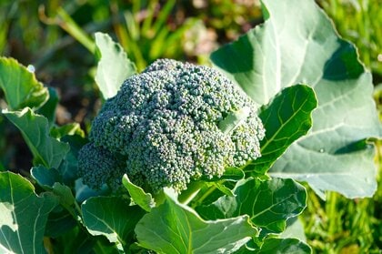 ブロッコリーの“白い粉”は農薬じゃない？実は新鮮でおいしい証拠！野菜のプロが教えるその正体