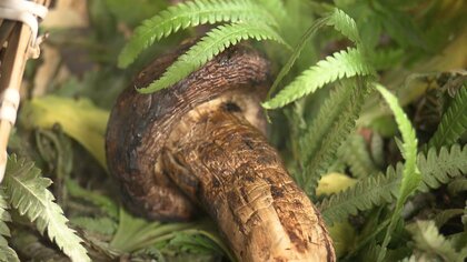 【異常猛暑】“秋の味覚”国産のマツタケが姿を消した…毒キノコすら生えない異常事態が発生！ブータン産のマツタケは救世主になるのか？