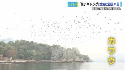 このままだと世界遺産「厳島神社」が大変なことに　推定、数千羽の“黒いギャング”　木も根も全部枯れていく…
