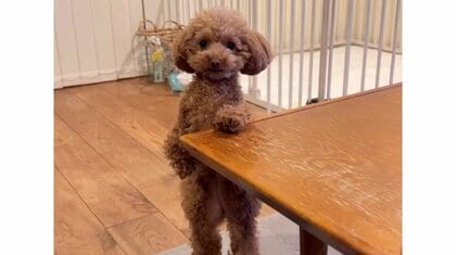 褒められ待ち？トイレでスッキリした愛犬が2足立ちで“ドヤ顔”報告…可愛いアピールはいつものことなのか飼い主に聞いた