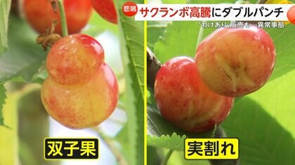 「感覚的に20%くらい」猛暑でサクランボに「双子果」続出で価格高騰…春先天候不順で「実割れ」も発生し収穫量に影響　山形