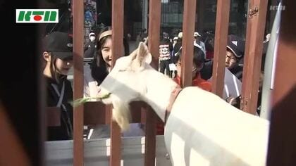 半世紀前の1万頭超から約30頭に…珍しい「シバヤギ」の生態を小学生が発表 総合的な学習のテーマで