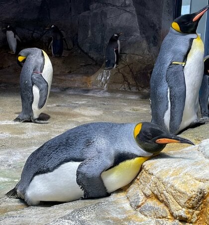 出られなくて、この顔」キングペンギンに囲まれたジェンツーペンギンの