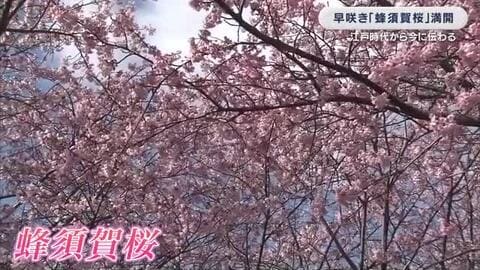 歴代徳島藩主が愛でた「蜂須賀桜」満開　ソメイヨシノより早咲き　見ごろ３月中旬まで　徳島市
