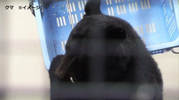 わなにかかった「ツキノワグマ」87歳男性襲われる 頭から顔をひっかか