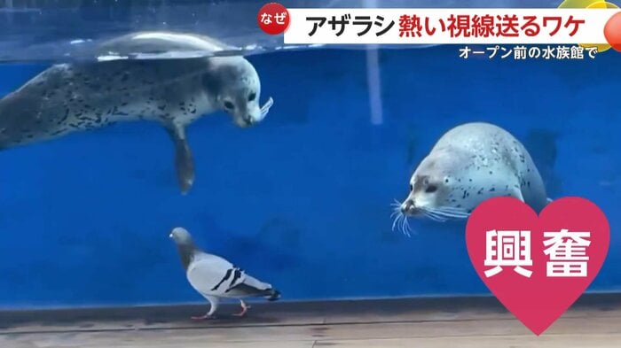 珍しいお客さんに大興奮だったアザラシたち(映像提供:上越市立水族博物館)