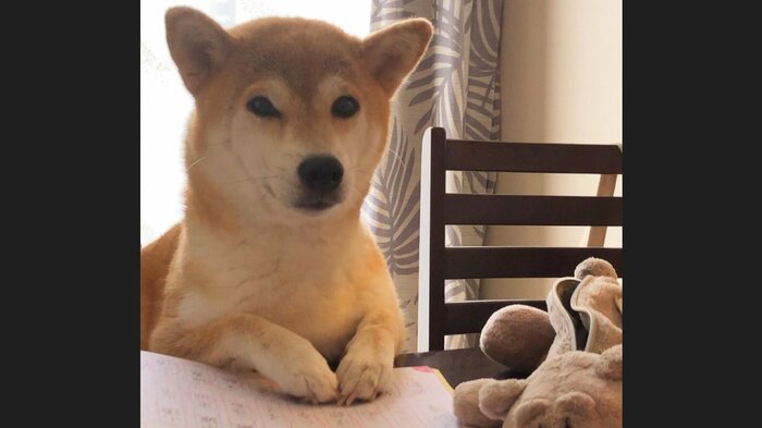 テーブルに手を置くももちゃん
