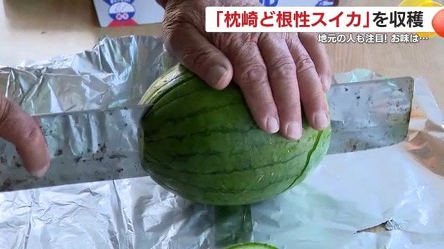 ど根性スイカに包丁を入れると、鮮やかな赤い果肉が姿を現した
