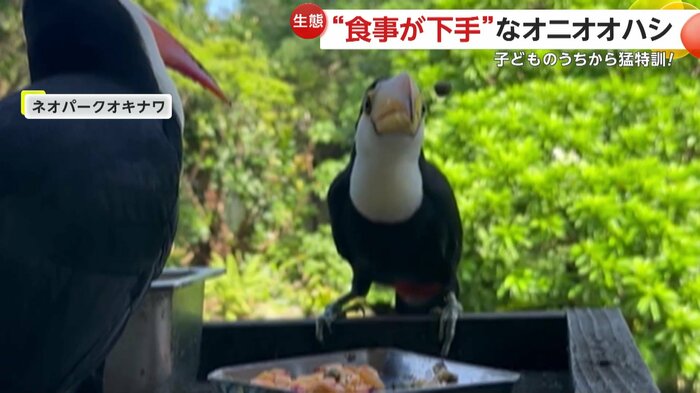 ぽろっと口からエサを落とすオニオオハシの子ども