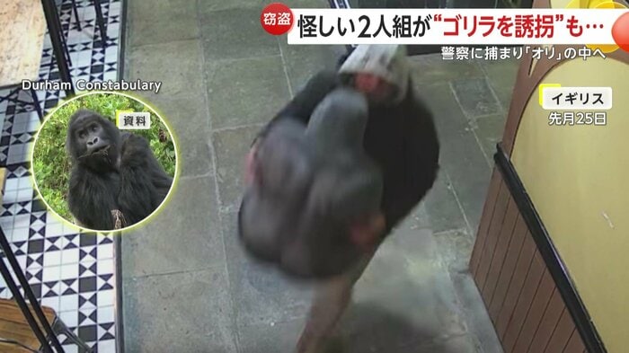 ゴリラが誘拐される瞬間
