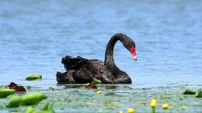 日本名は「コクチョウ」
