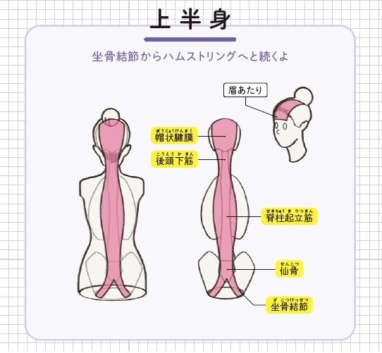『筋肉のつながり図鑑』より