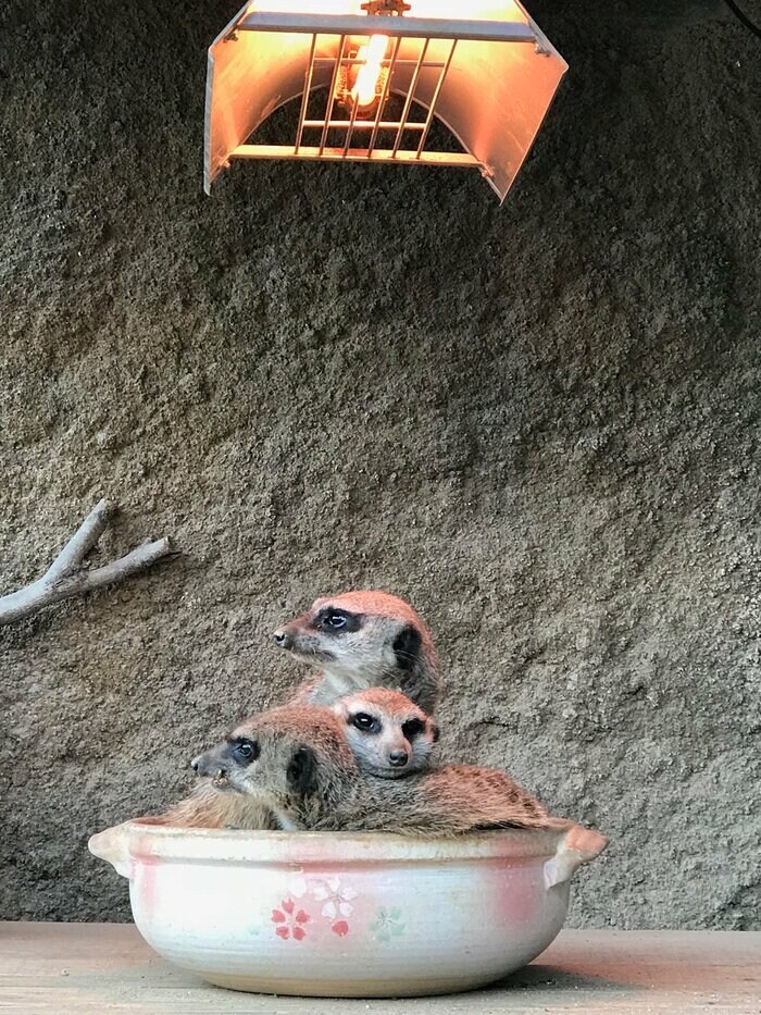 暖を求めて土鍋の中に(提供:九十九島動植物園森きらら)