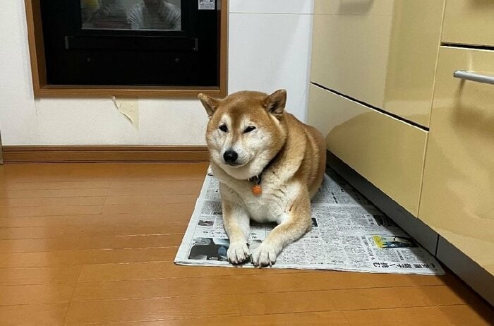 新聞の上が心地良いのかも?