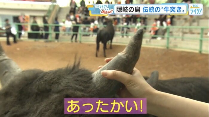 牛の角を触って「あったかい！」と驚く西田アナ