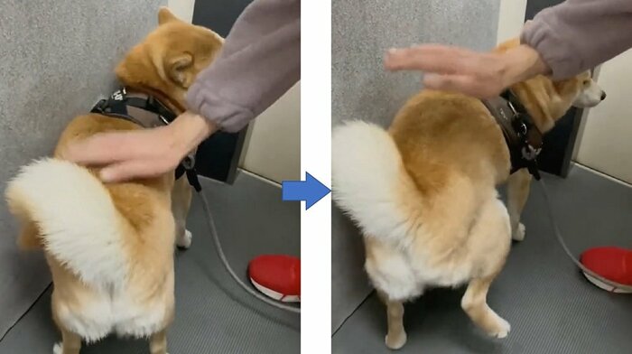 耳を倒して足踏み再開