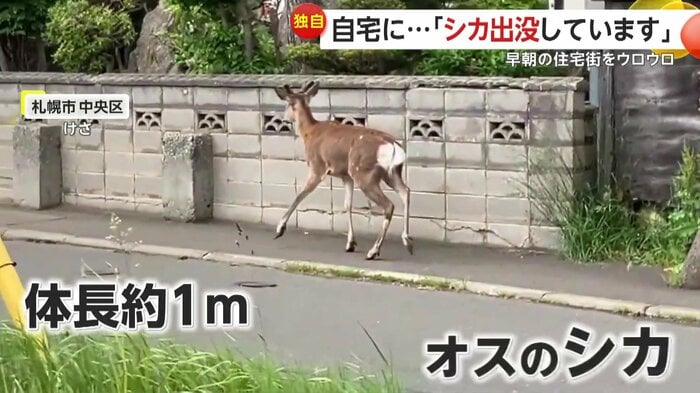 住宅街を歩くオスのシカ(視聴者提供)