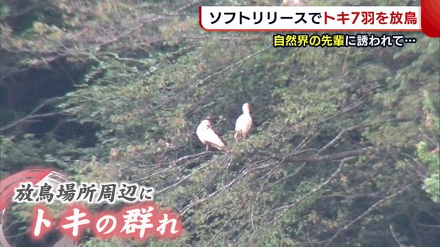 トキ7羽放鳥 “自然界の先輩”に誘われ佐渡の大空へ… 野生下458羽に【新潟】
