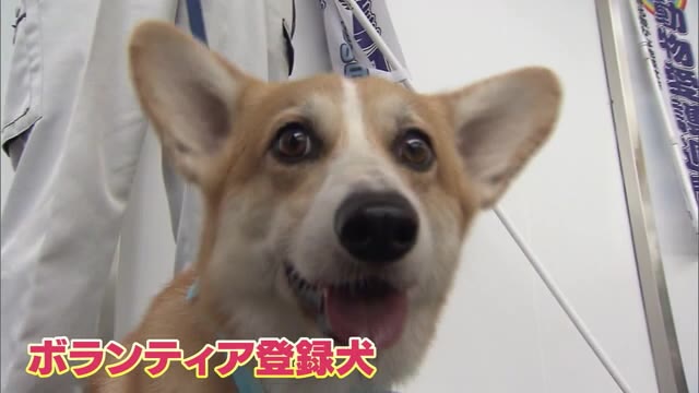 殺処分されたイヌ・ネコは106匹…動物愛護週間前に啓発活動【岡山】