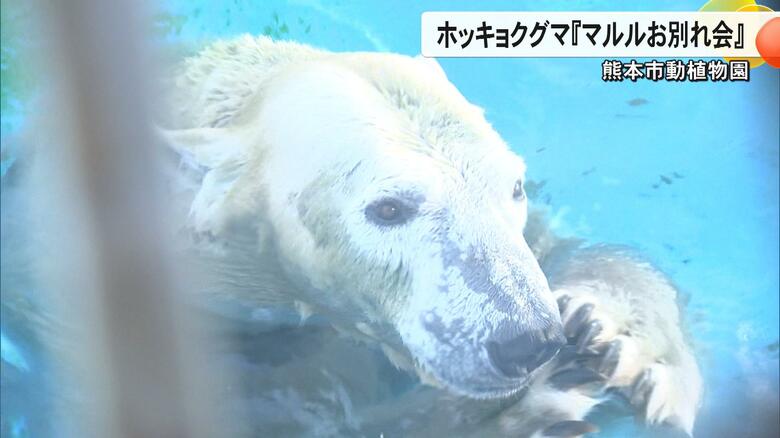 「マルル、またね!」熊本市動植物園の人気者・ホッキョクグマのマルルが北海道へお引越し 無邪気なしぐさに癒され多くのファン【熊本発】|FNNプライムオンライン