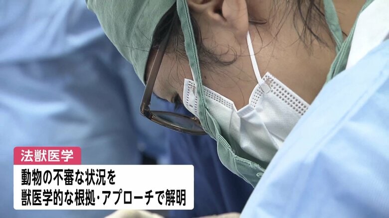 急増する動物虐待…真相を究明する「法獣医学」の現場を取材　事件性疑われる動物を年間200件以上解剖…“担い手不足”が課題に｜FNNプライムオンライン