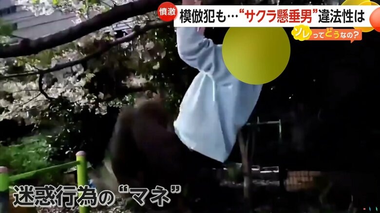 【あ然】“サクラ懸垂男”に模倣犯が出現…「誰にも迷惑かけてないだろ」桜の枝で逆上がりなど迷惑行為配信　専門家「器物損壊になる可能性高い」｜FNNプライムオンライン
