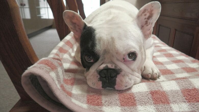 現代社会の“癒やし” 笑顔を引き出すドッグセラピー 「夫婦の会話も増えた」 新たなサービスは“もしも”のときでも…【福岡発】｜FNNプライムオンライン