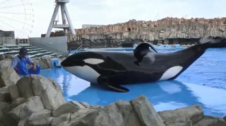国内唯一の“オス”…名古屋港水族館のシャチ「アース」死ぬ 体長6m超と国内最大で幅広い世代から愛される｜FNNプライムオンライン