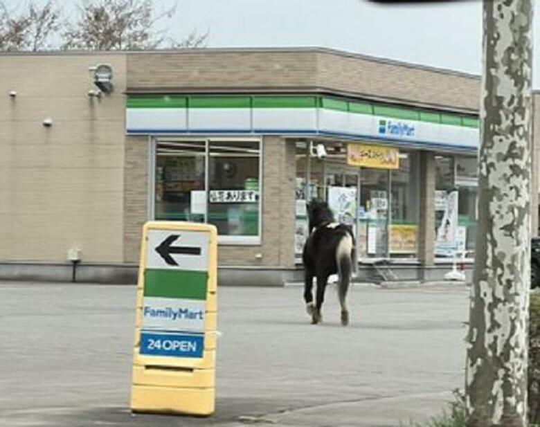「はなれ馬がいる」コンビニの駐車場にウマ現れる…近くの小学校の敷地内などをパッパカはしる_まもなく捕獲されケガ人なし_北海道函館市｜FNNプライムオンライン