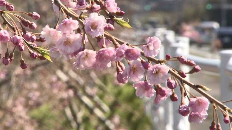 子供たちの思いも背負いながら走りたい…福島の国道を桜で染め上げる女性が聖火ランナーに｜FNNプライムオンライン