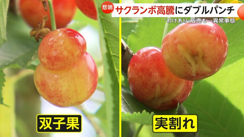 「感覚的に20%くらい」猛暑でサクランボに「双子果」続出で価格高騰…春先天候不順で「実割れ」も発生し収穫量に影響　山形｜FNNプライムオンライン