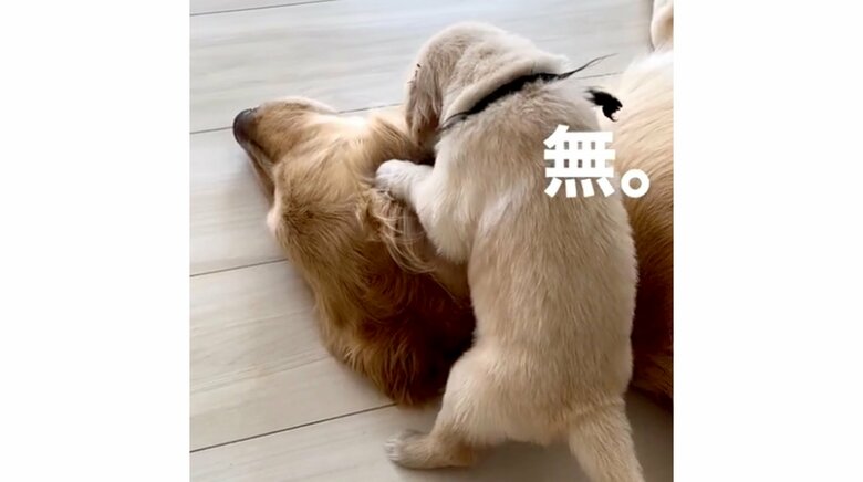 「私もそんな母でいたい」子犬にいたずらされても“無”を貫く母犬が偉大…怒ることはあるのか飼い主に聞いた｜FNNプライムオンライン