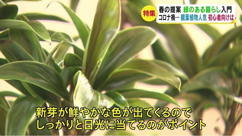 コルジリネ
