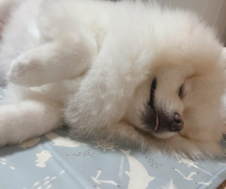 ひんやりマットきもちいい