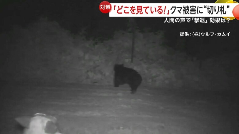 「モンスターウルフ」の音で逃げていくクマ③