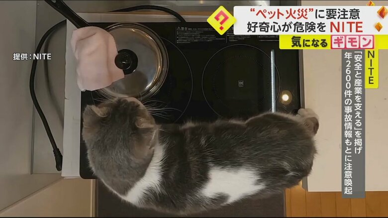 IHクッキングヒーターの上を歩き、電源を入れてしまうネコ