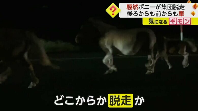 国道を歩くポニーたち