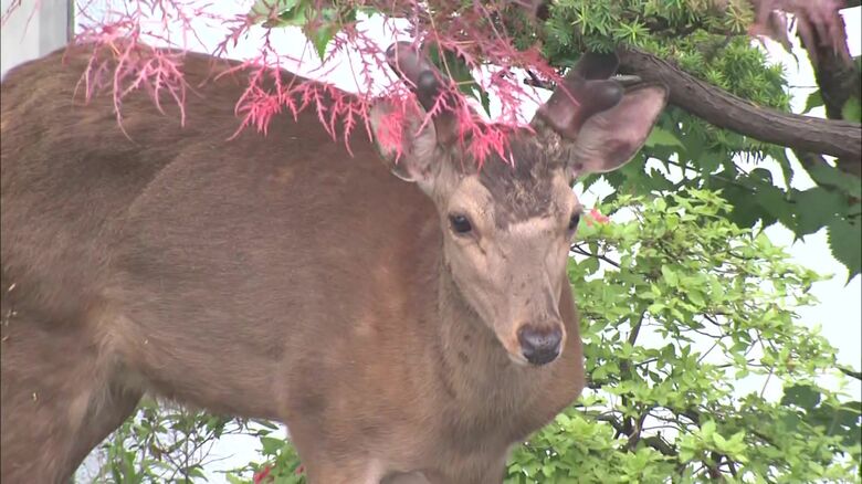 シカは体長1メートル程