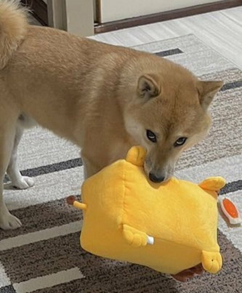 人間用のぬいぐるみをくわえて…